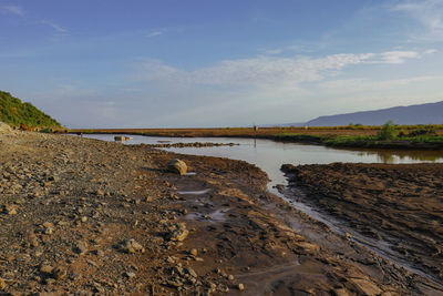 A herd of masai cows grazing at ewaso nyiro river at the shore of lake natron in tanzania