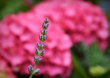 Close-up of pink flowering plant