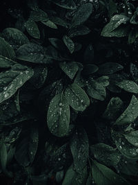 Full frame shot of raindrops on leaves