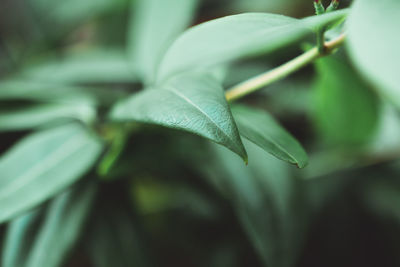 Close-up of plant