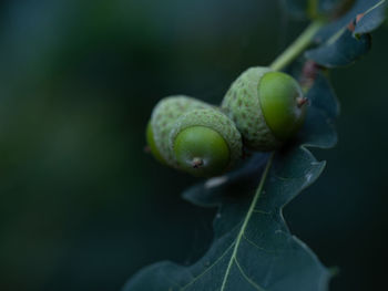 Close-up of fruits growing on plant