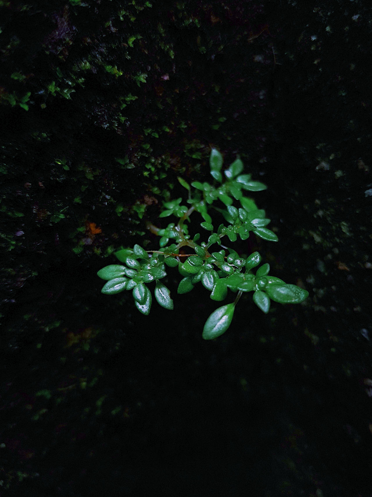 The tree grows from the stone stairs.