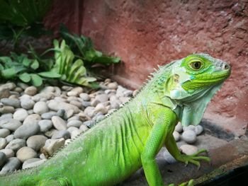 Close-up of lizard