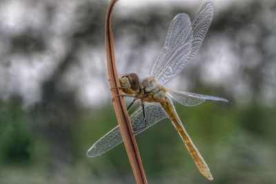 Close-up of dragonfly on twig