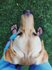 Close-up portrait of dog on field