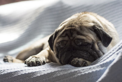 Close-up of dog sleeping