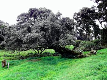 Trees on field against sky