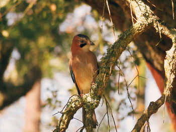 Close-up of bird perching on branch