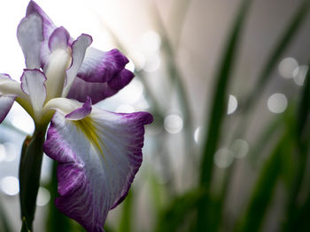 Close-up of flowers against blurred background