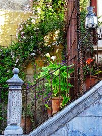 Potted plants on wall of building