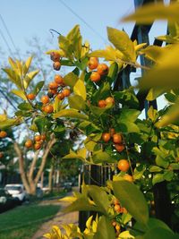 Close-up of fruits growing on tree