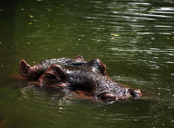 Hippopotamus swimming in pond at ragunan zoo
