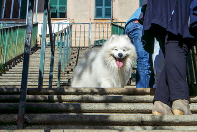 View of dog by railing against staircase
