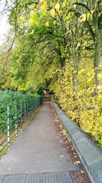 Footpath amidst trees