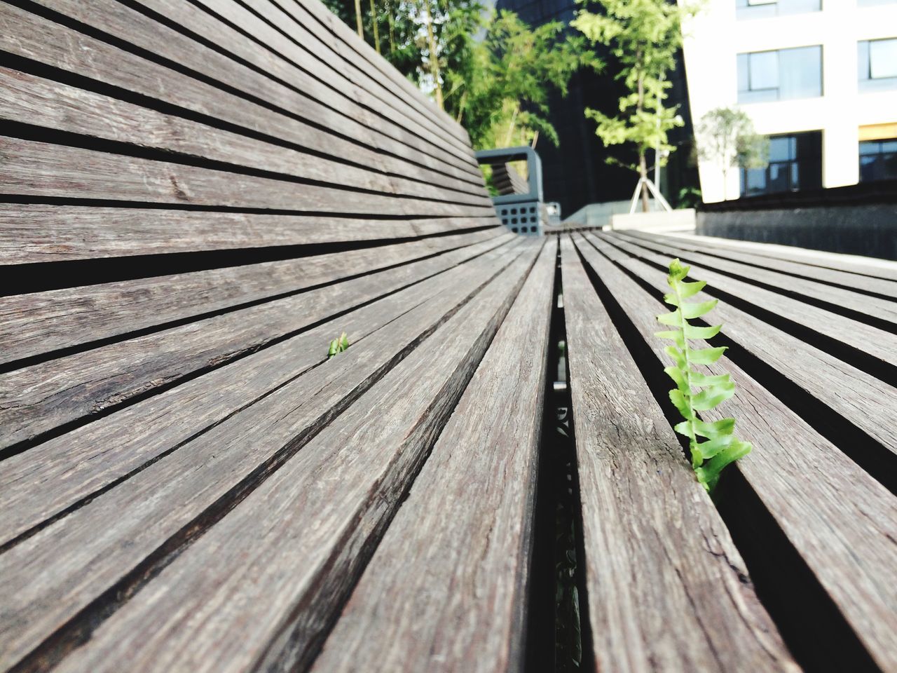 wood - material, built structure, building exterior, wooden, architecture, the way forward, tree, wood, diminishing perspective, day, outdoors, growth, no people, green color, house, in a row, plank, vanishing point, nature, plant