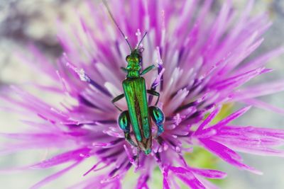 Close-up of insect on pink flower