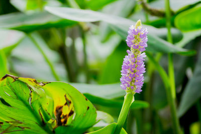 Close-up of purple flowering plant