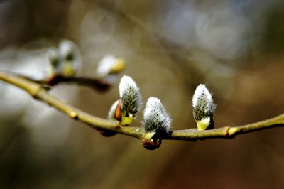 Close-up of buds on twig