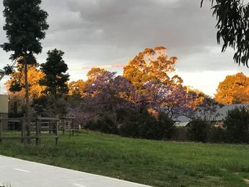 Trees on field against sky