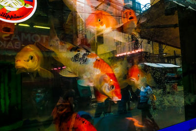 Close-up of fish swimming in aquarium