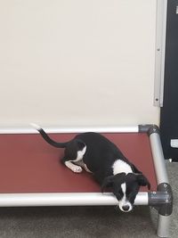 Portrait of dog relaxing on wall