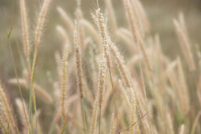 Close-up of stalks in wheat field