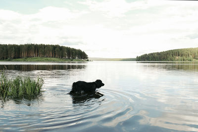 High angle view of dog in lake