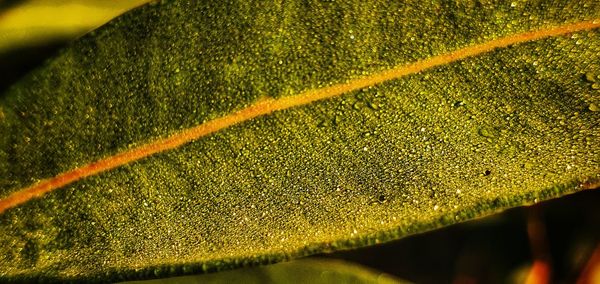 Full frame shot of raindrops on leaf