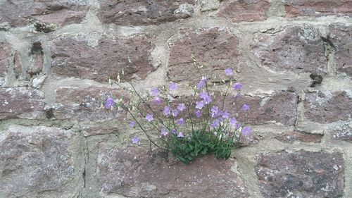 Close-up of purple wall