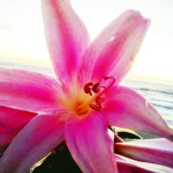 Close-up of pink flower