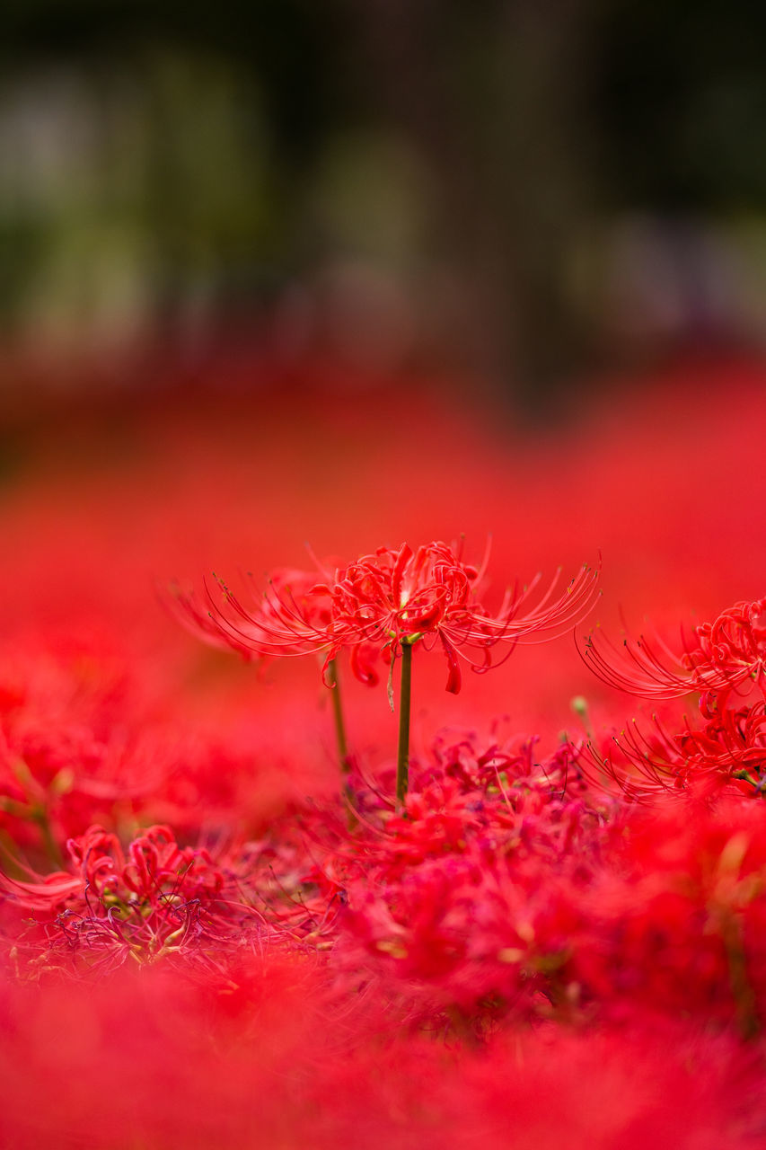CLOSE-UP OF RED FLOWER ON FIELD