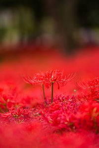 Close-up of red flowering plant