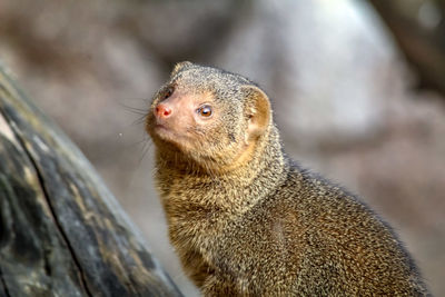 Close-up of a lizard