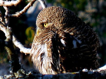 Close-up of owl perching outdoors