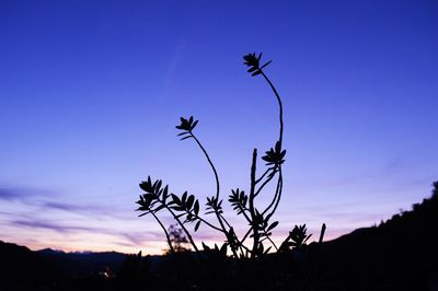 Low angle view of silhouette plant against sky at sunset