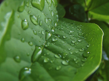 Close-up of raindrops on leaves