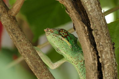 Close-up of butterfly perching on tree trunk