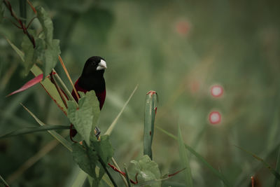 Bird perching on a branch