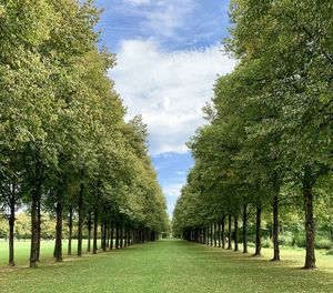 Scenic view of trees against sky