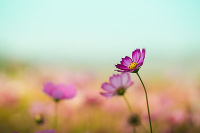 Close-up of pink flowering plant on field