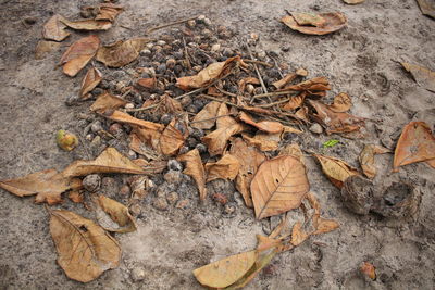 High angle view of dried autumn leaves on field