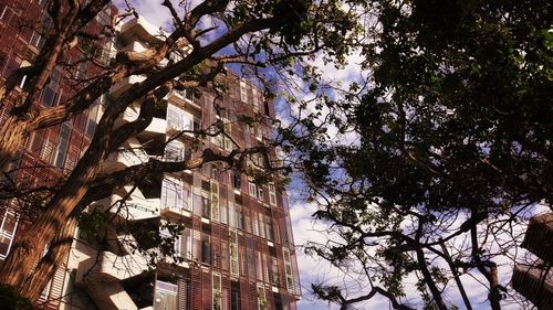 Low angle view of tree by building against sky