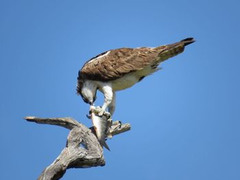 Low angle view of osprey perching on branch against clear blue sky