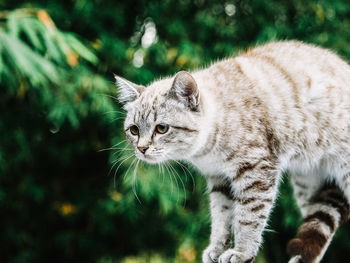 Close-up of a cat looking away