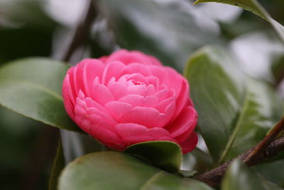 Close-up of pink rose blooming outdoors