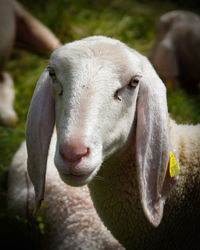 Close-up of a sheep on field