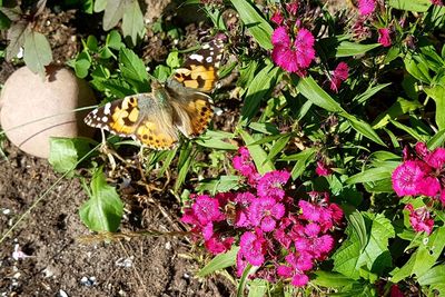 High angle view of butterfly pollinating on flower