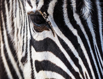 Close-up of zebra