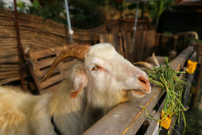 Close-up of goat in pen