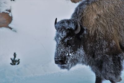 Snow faced bison